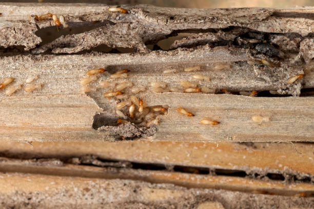 Best Best Pest Control Companies  in Cleveland, TN